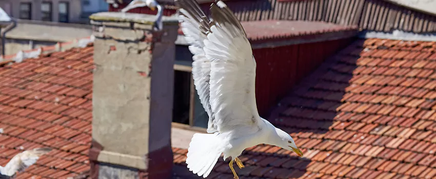 Residential Chimney Animal Removal Solution in Midlothian, IL